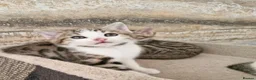 Mixed Breed cats for sale: 3 half bengal kittens - Advert 9
