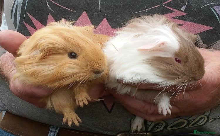 Guinea Pig rodents - Advert 6