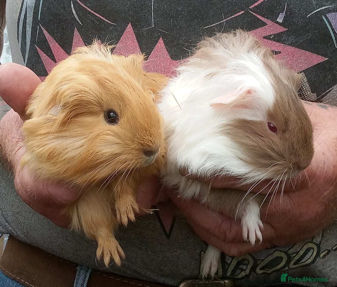 Guinea Pig rodents for sale: Long coated Guinea pigs  - Image 1