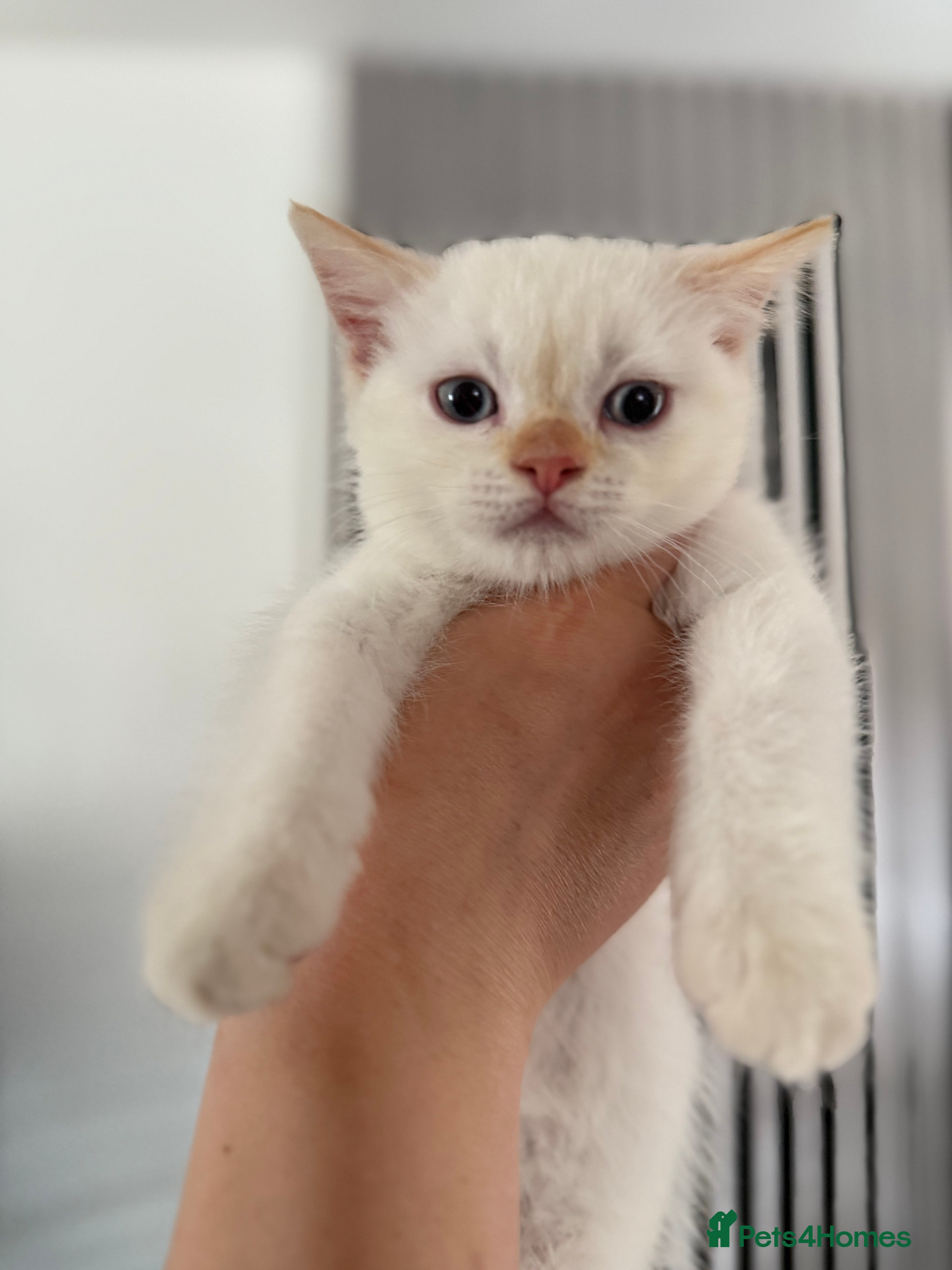 Mixed Breed cats Persian cross Birman Cat  - Advert 2