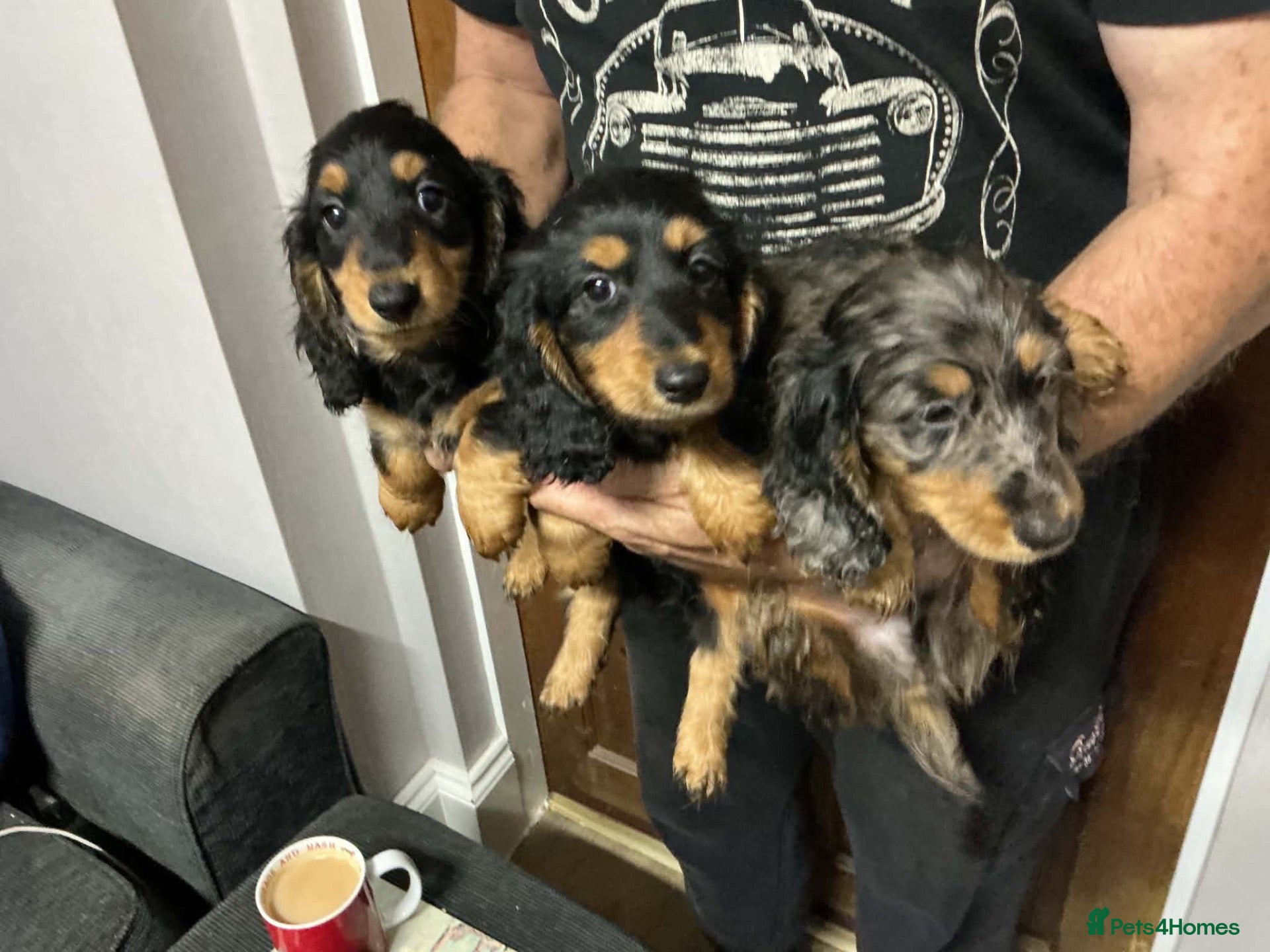 Miniature Dachshund dogs Show quality mini longhaired dachshunds pups - Advert 1