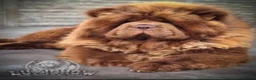 Chow Chow dogs for stud: King Louie - Advert 9