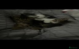 Domestic Shorthair cats for sale: 4 kittens ready to leave now - Image 15
