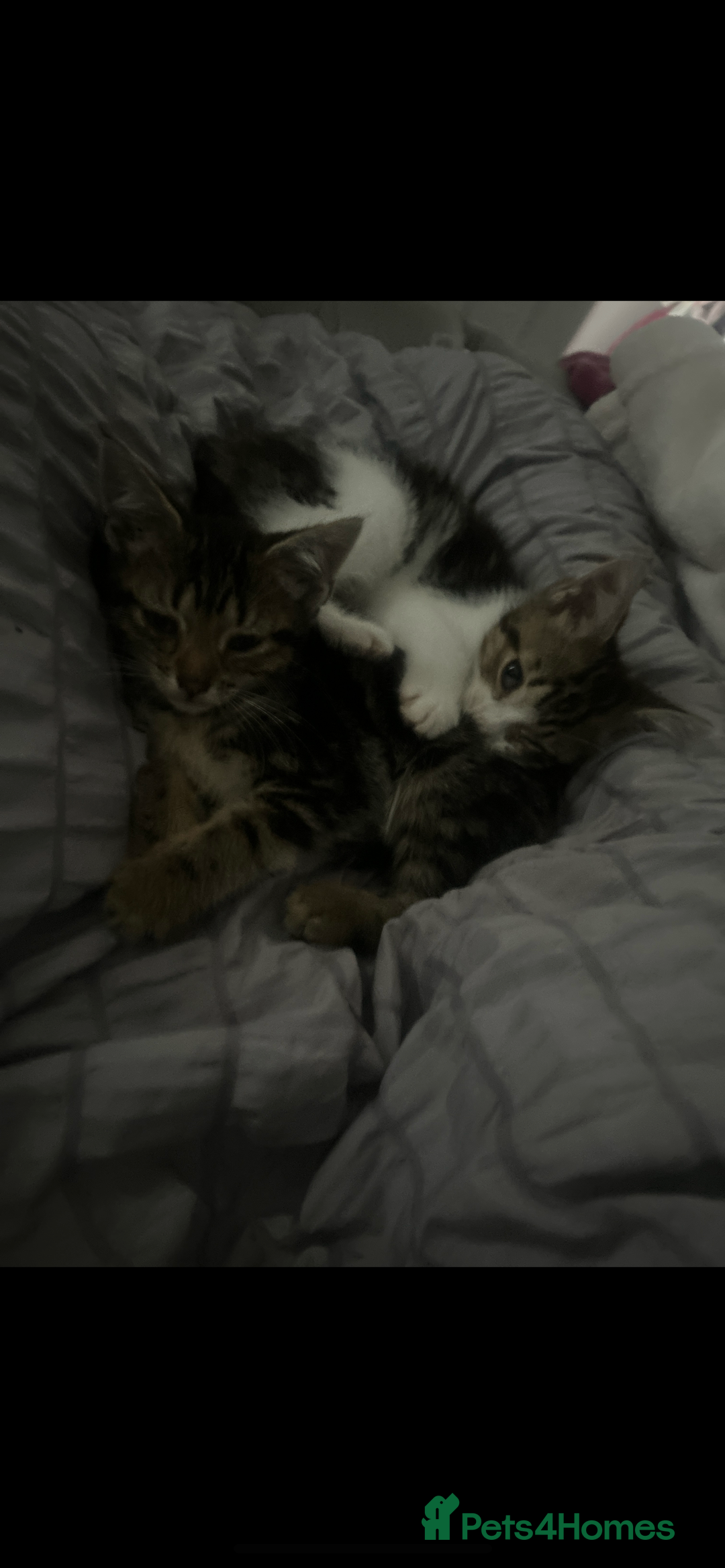 Domestic Shorthair cats for sale: 4 kittens ready to leave now - Image 15