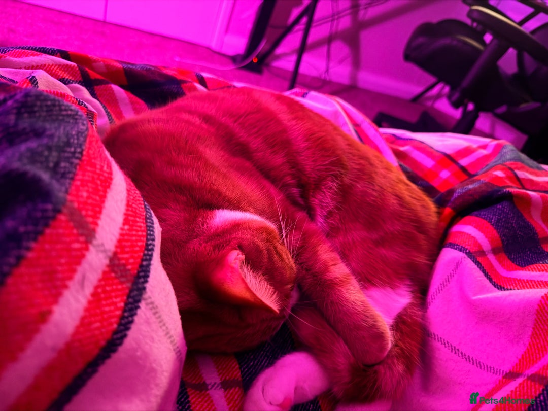 British Shorthair cats for sale: 1 male cat for sale  - Advert 2