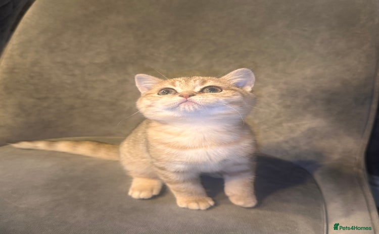 Scottish Fold cats - Advert 14