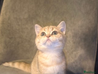 Scottish Fold cats - Advert 27