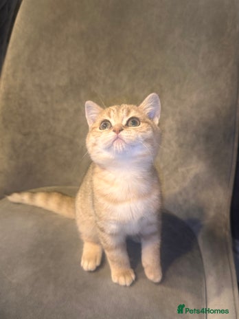 Scottish Fold cats - Advert 9