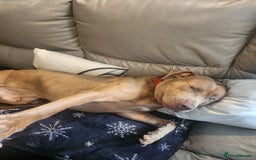 Presa Canario dogs for sale: 12 month old presa carnario - Image 4