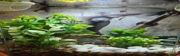 Bettas fish for sale: Male Super Delta Betta & Accessories  in Staines - Advert 10