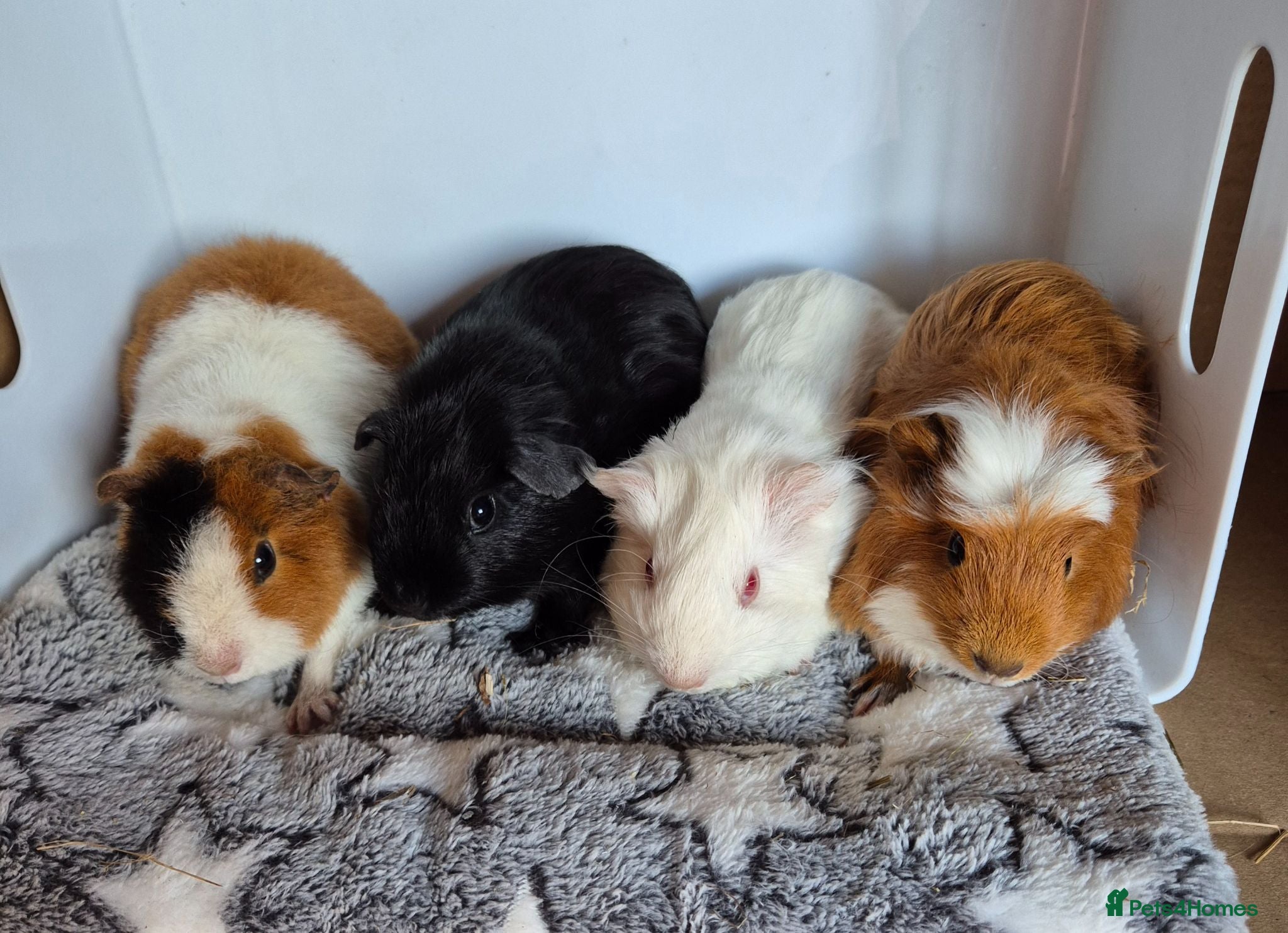 Guinea Pig rodents Female Baby Guinea Pigs Teddy & Smooth Coat - Advert 6