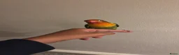 Lovebirds birds for sale: Love bird  - Advert 1