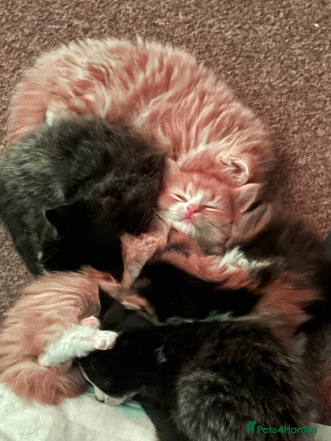 Mixed Breed cats for sale: The cutest Mixed Kittens - Image 7