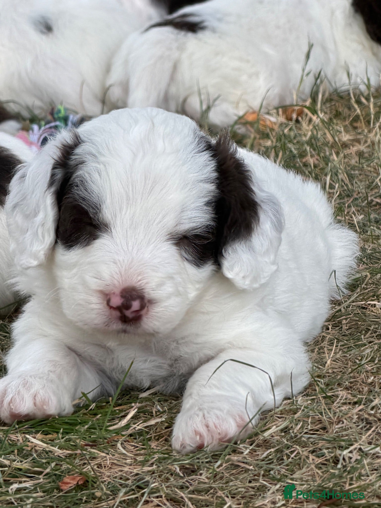 Cockapoo dogs F1 Cockapoos Full DNA 5⭐️ Licensed Breeder  - Advert 2
