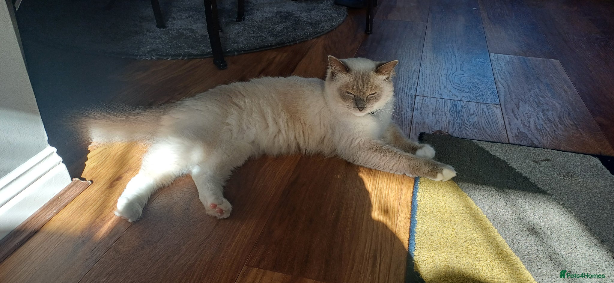 Mixed Breed cats for sale: Beautiful 1 Boy 1 Girl (British xRagdoll Mix) - Advert 7