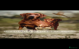 Labrador Retriever dogs for sale: Very dark Fox Red Labrador puppies - Image 13