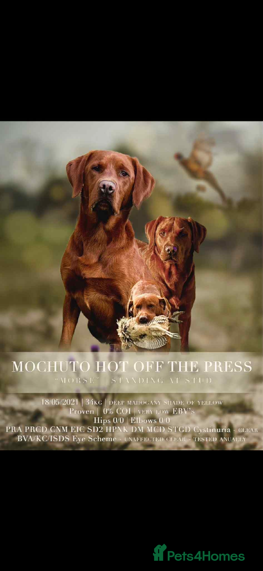 Labrador Retriever dogs for sale: Very dark Fox Red Labrador puppies - Image 13
