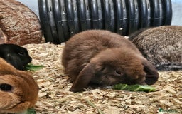 Dwarf Lop rabbits for sale: Therapy Bunny Pairs - Image 2
