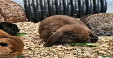 Dwarf Lop rabbits - Advert 12