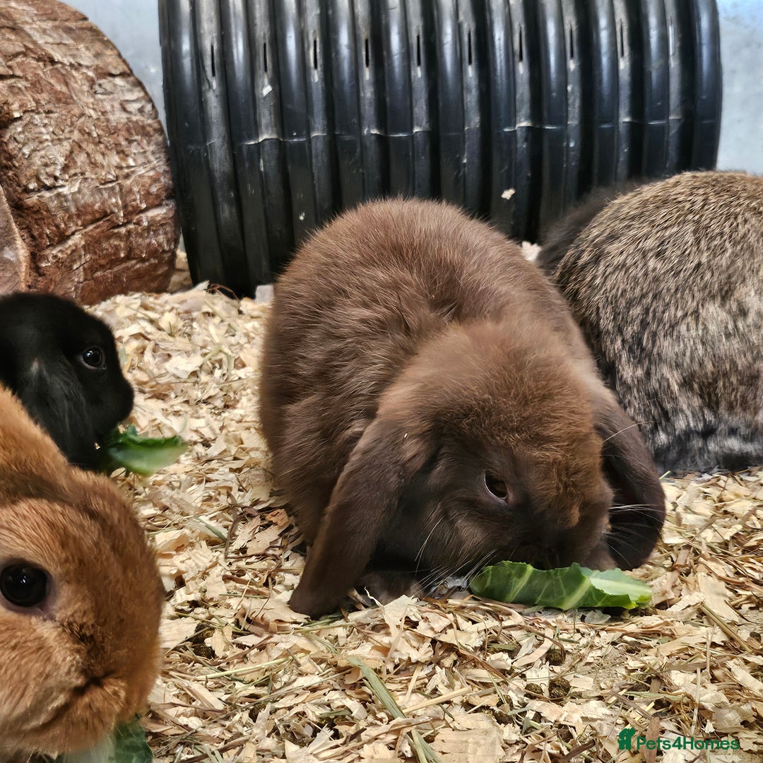 Dwarf Lop rabbits for sale: Therapy Bunny Pairs - Image 2