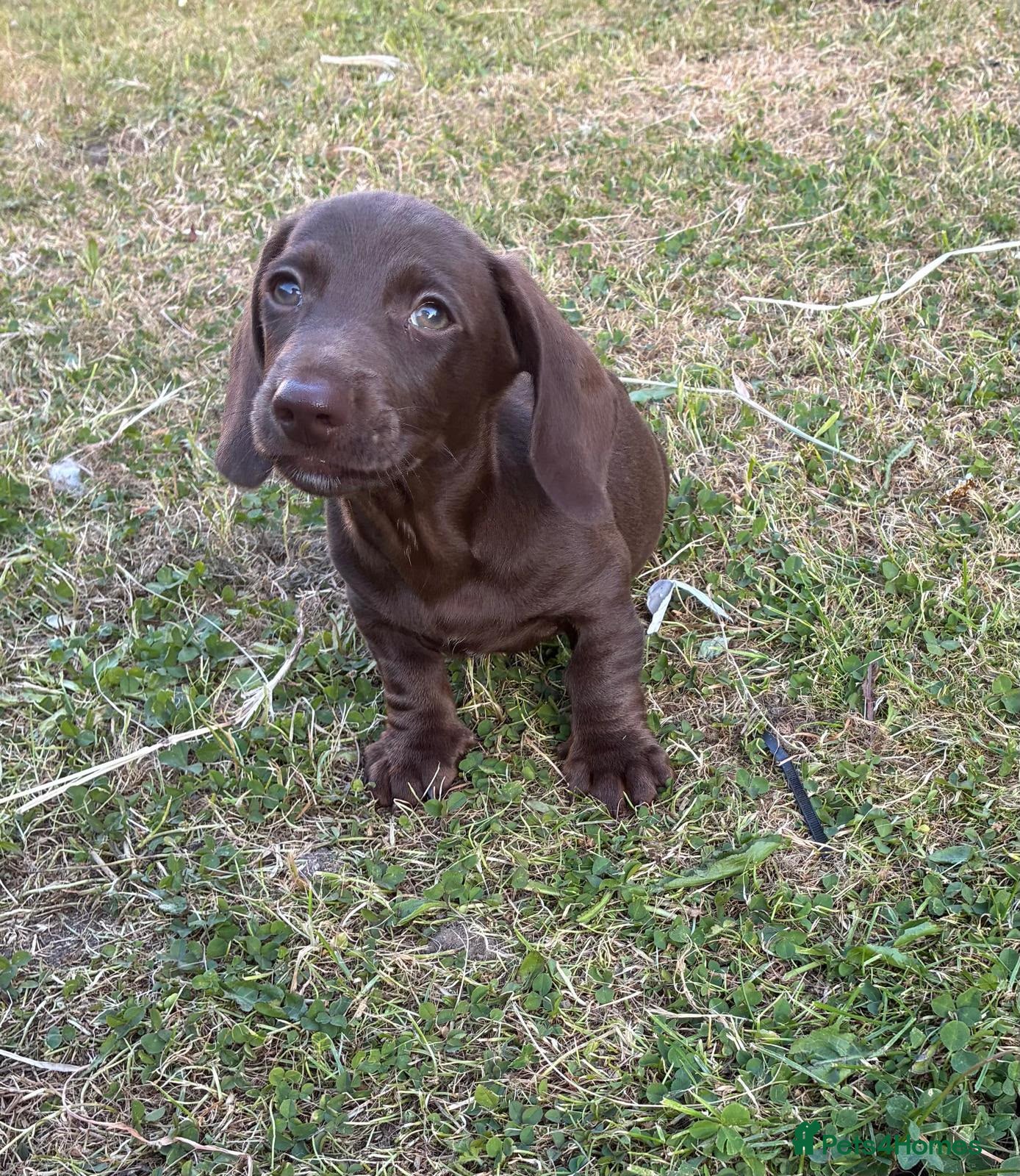 Dachshund dogs Dachschund puppies - Advert 2