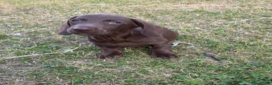 Puppy 4