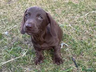 Dachshund dogs Dachschund puppies - Advert 2