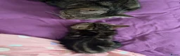 European cats for sale: Tabby cat for sale asap!!! - Advert 2