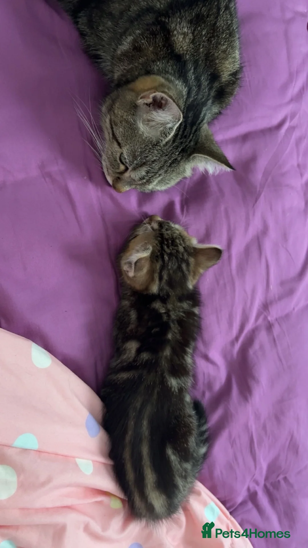 European cats for sale: Tabby cat for sale asap!!! - Advert 2