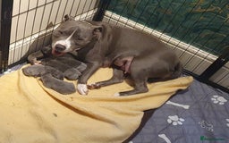 Staffordshire Bull Terrier dogs for sale: ❤️❤️ Ready for forever home ❤️❤️ - Advert 4