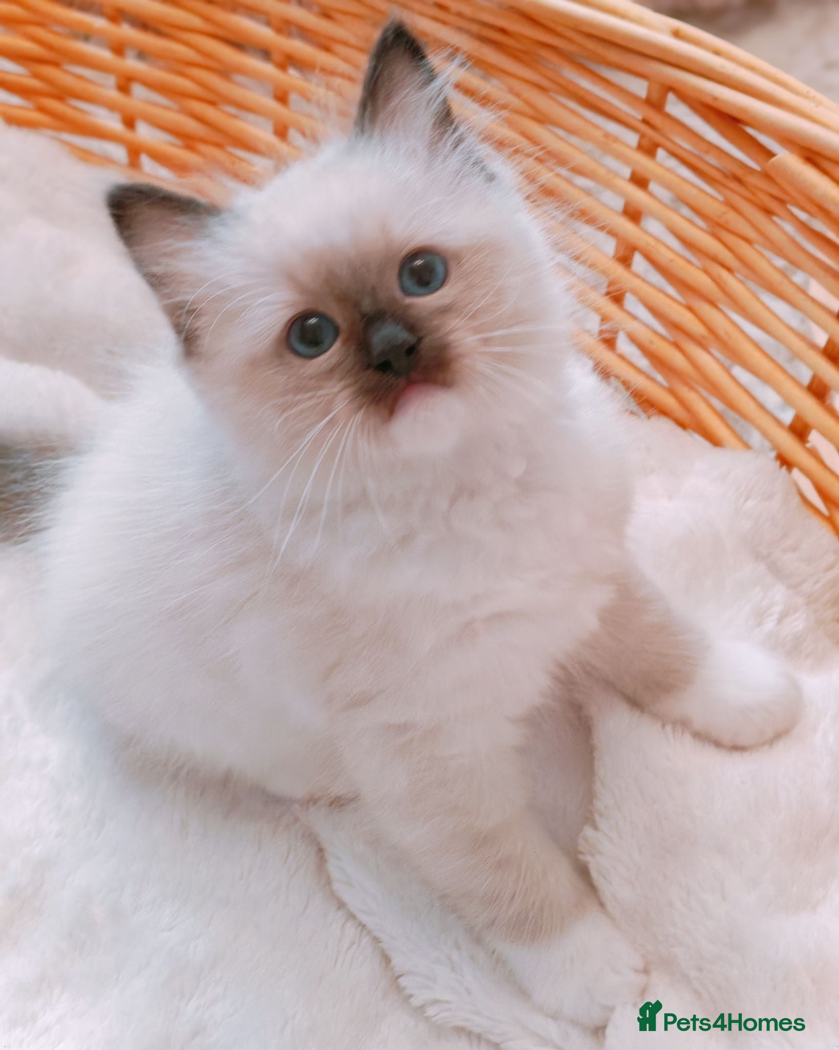 Ragdoll cats Raised with Love, ready for forever homes 🏠❤️ - Advert 10