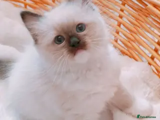 Ragdoll cats Raised with Love, ready for forever homes 🏠❤️ - Advert 10