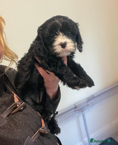 Cavapoo dogs Beautiful cavapoo puppies - Advert 3