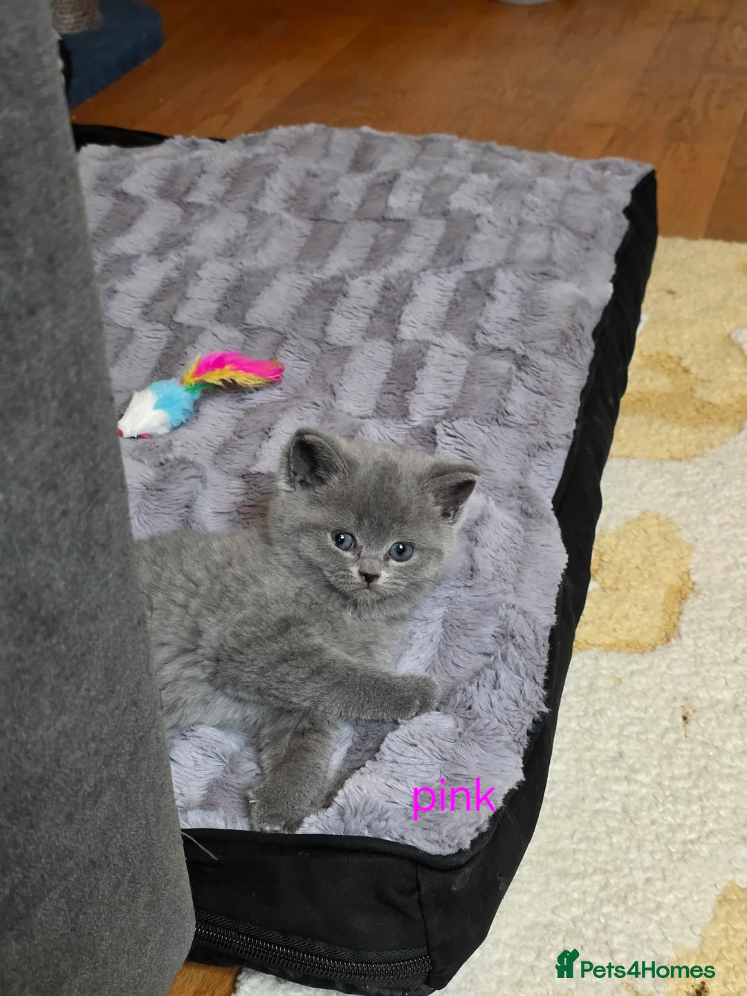 British Shorthair cats for sale: 🔥 Stunning British Shorthair Kittens to Reserve - Advert 17