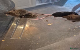 Mouse rodents for sale: Fancy mice for sale - Image 4
