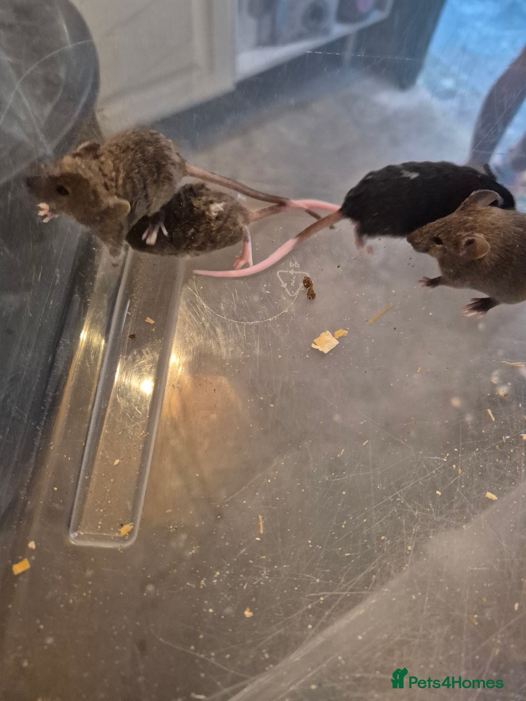 Mouse rodents for sale: Fancy mice for sale - Image 4