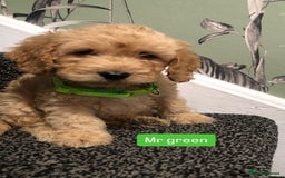 Cockapoo dogs for sale: F1b toy cockapoo puppies - Image 2