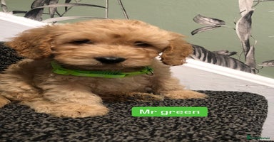 Cockapoo dogs - Advert 10