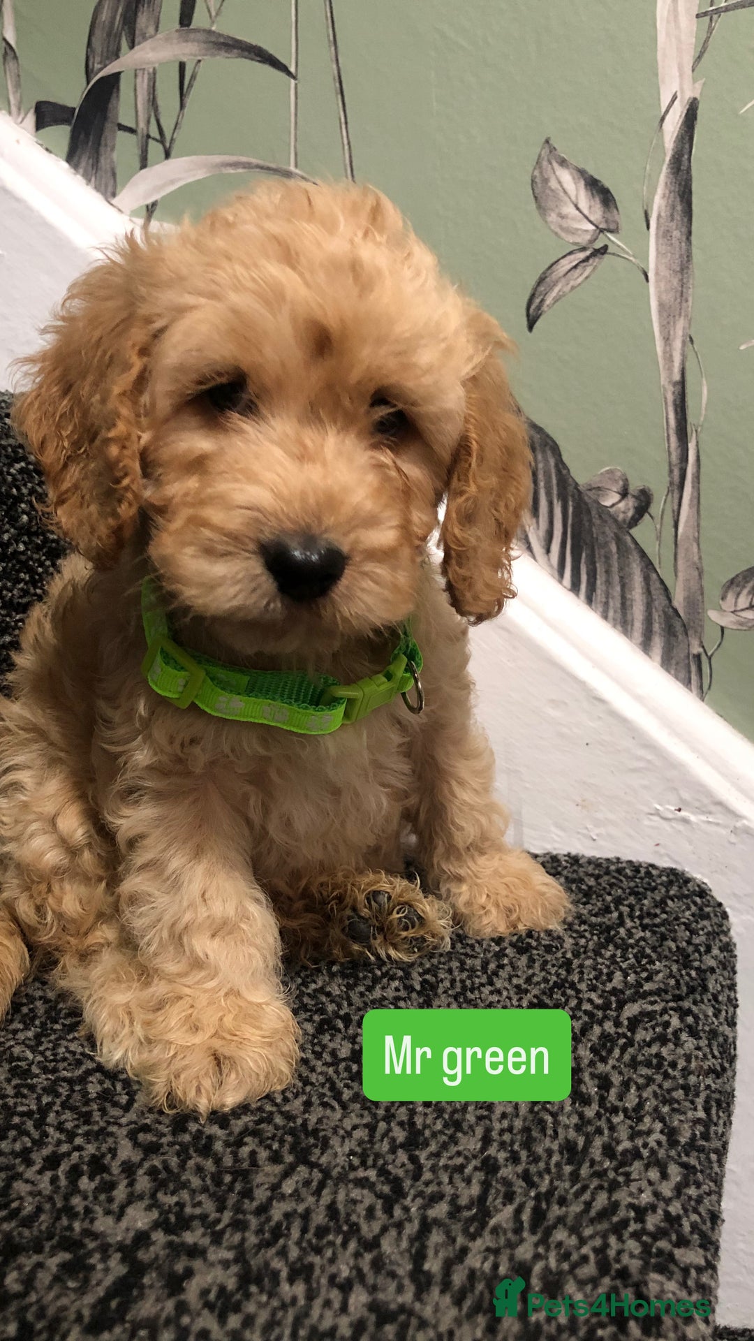 Cockapoo dogs for sale: F1b toy cockapoo puppies - Image 2