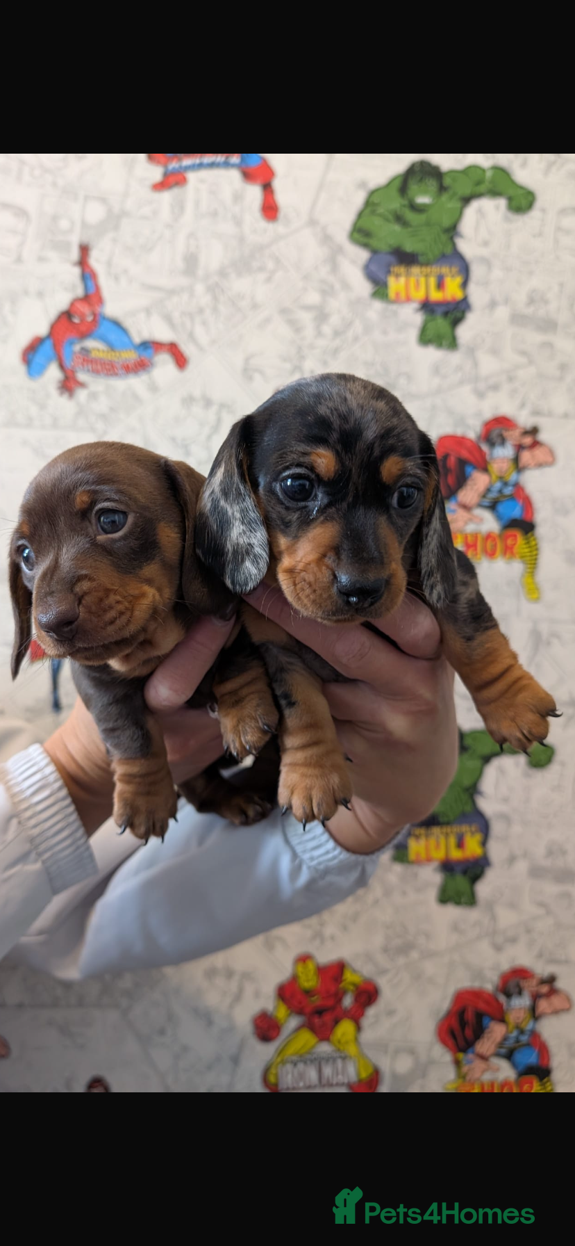 Miniature Dachshund dogs Minature Dachshund  - Advert 1