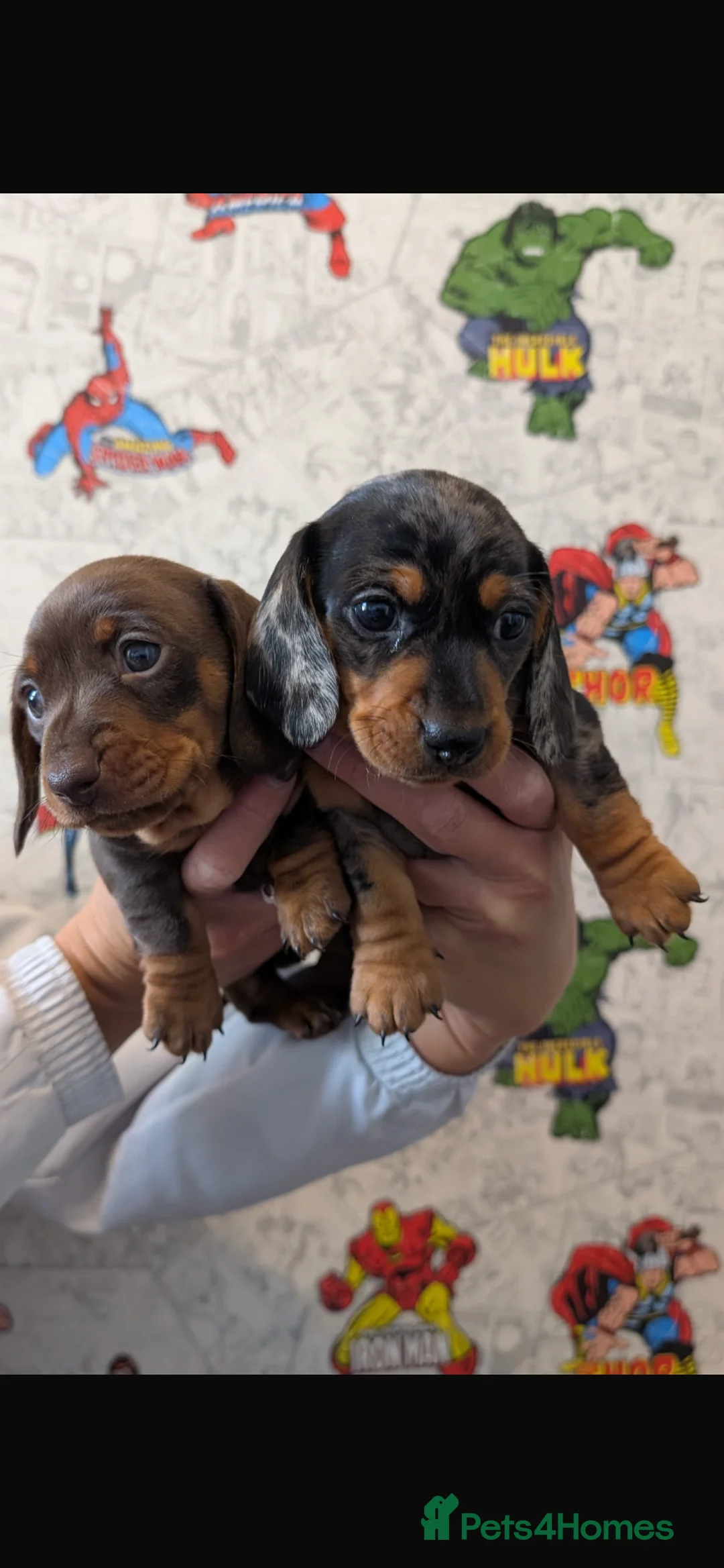 Miniature Dachshund dogs for sale: Minature Dachshund  - Advert 1