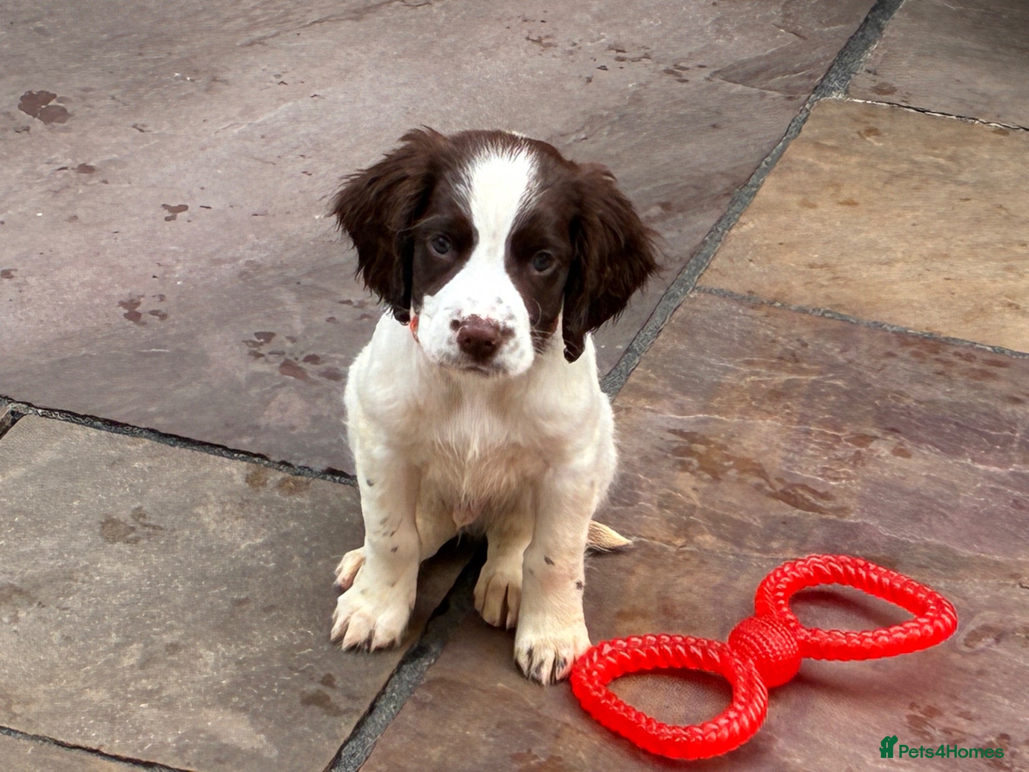 English Springer Spaniel dogs FTCH SIRED PUPS £800 READY TO GO  - Advert 1