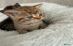 British Shorthair cats for sale: British shorthair kittens  - Image 8