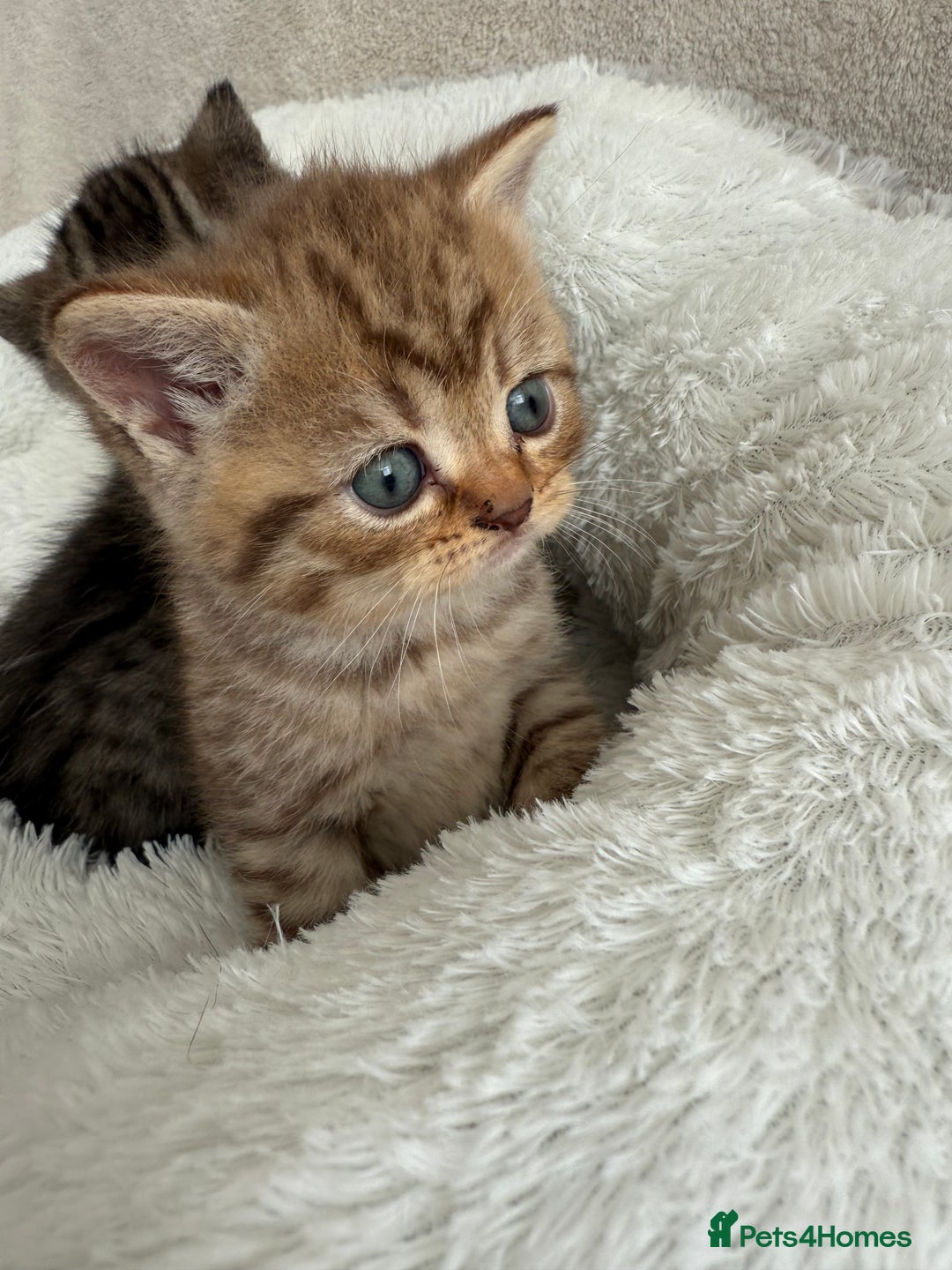 British Shorthair cats for sale: British shorthair kittens  - Image 8