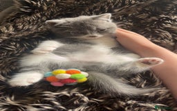 Mixed Breed cats for sale: 6 mixed breed / british shorthair kittens - Image 7