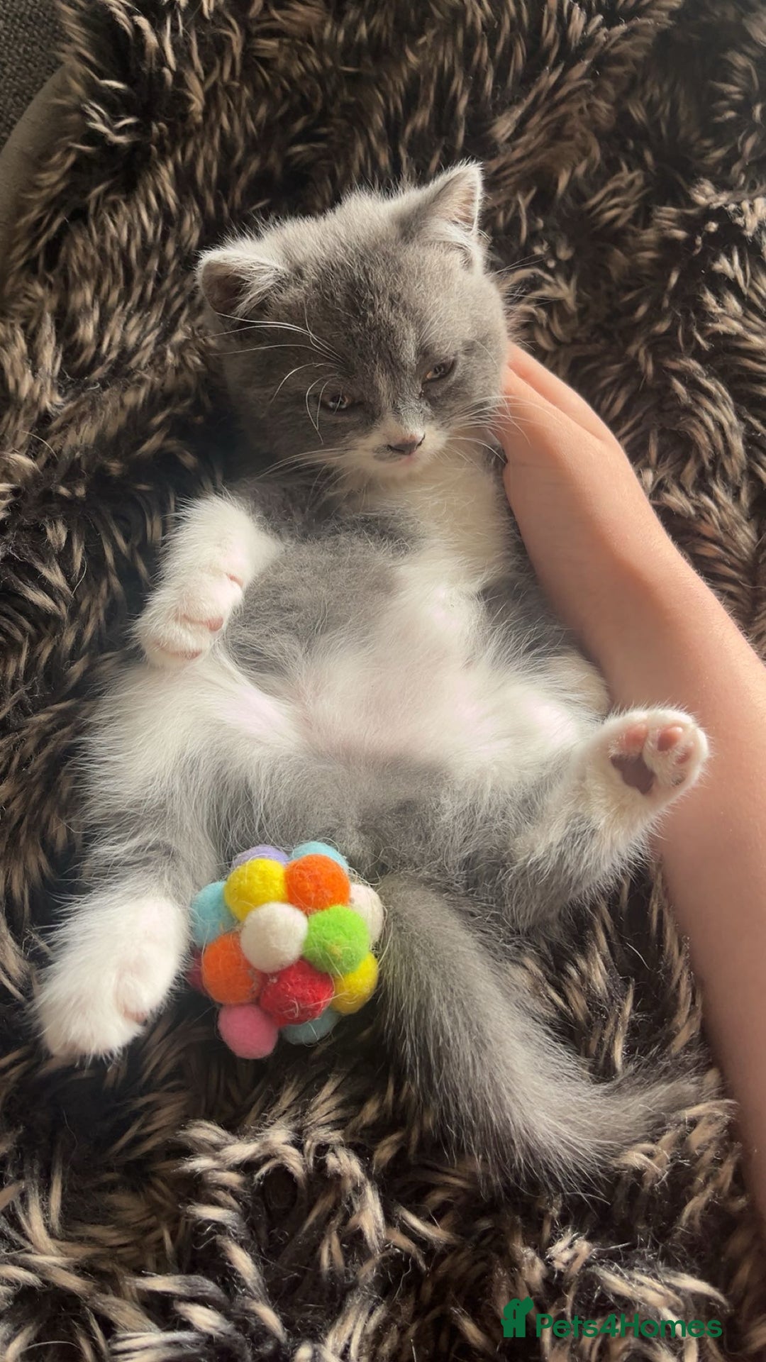 Mixed Breed cats for sale: 6 mixed breed / british shorthair kittens - Image 7