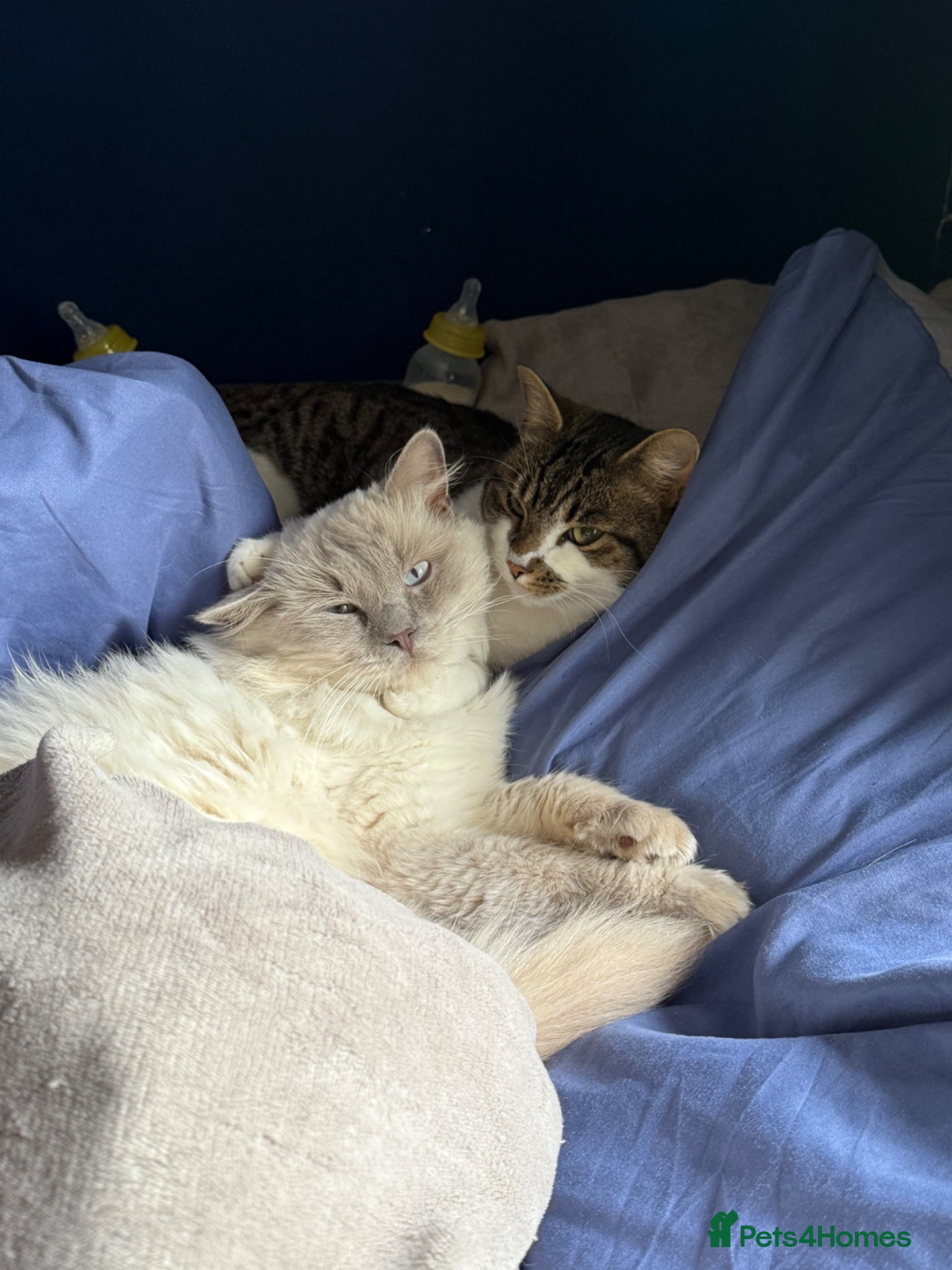 Domestic Shorthair cats MALE purebred ragdoll and male tabby cat  - Advert 1