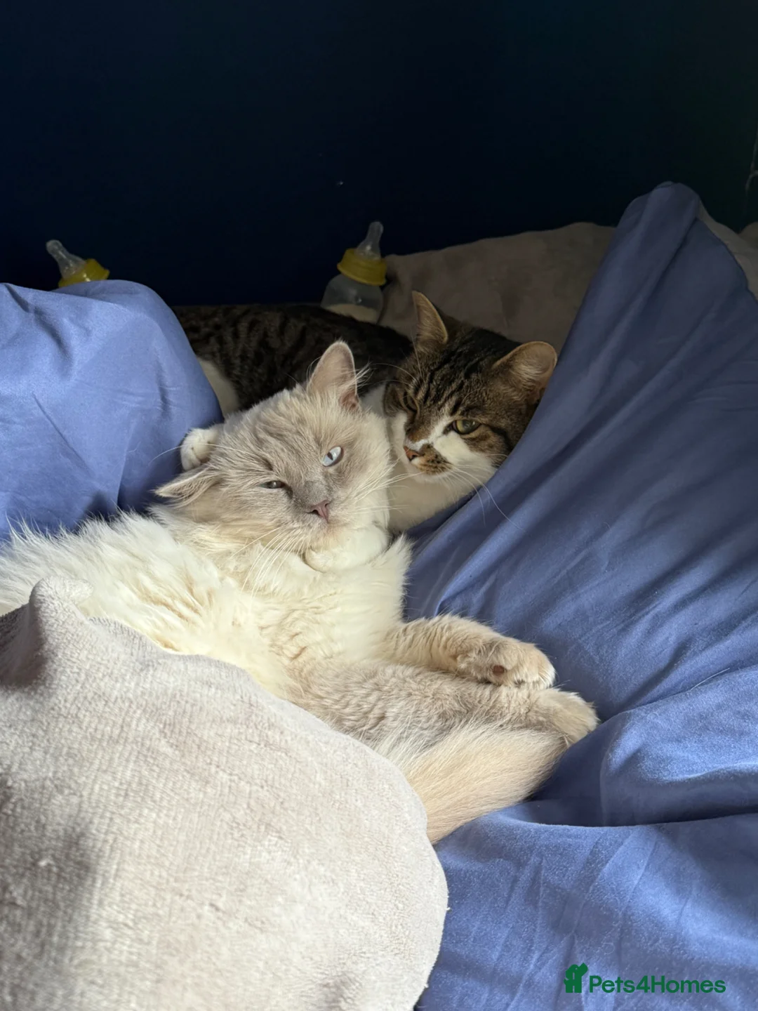 Domestic Shorthair cats for sale: MALE purebred ragdoll and male tabby cat  - Advert 1