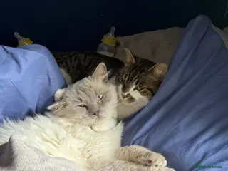 Domestic Shorthair cats MALE purebred ragdoll and male tabby cat - Advert 1