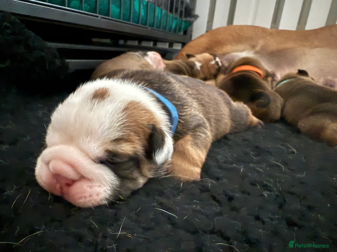 English Bulldog dogs for sale: Traditional English Bulldog Puppies  - Image 14